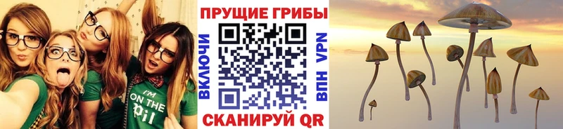 Галлюциногенные грибы Psilocybe  Купить закладки  Красноармейск 